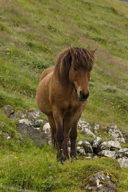 Free Pony Horse photo and picture