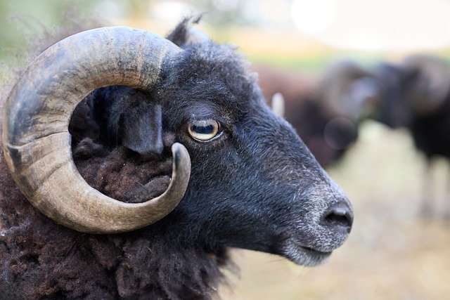 Sheep Portrait Close - Free photo on Pixabay