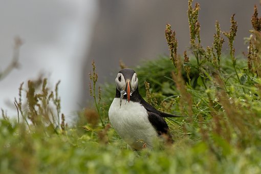 Free Puffin Landscape photo and picture