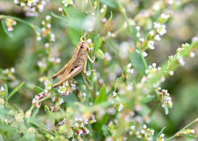 Free Desert Locust Beautiful Flowers photo and picture