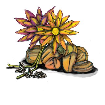 Efterår, Tegning, Nødder, Frø, Blomster