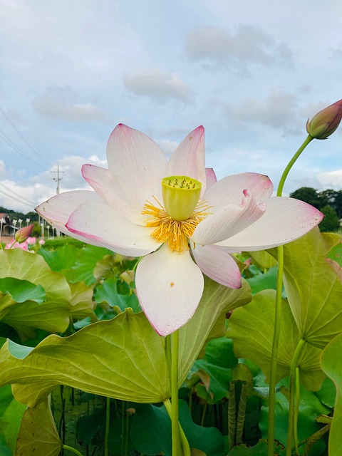 Free Lotus Lotus Flower photo and picture