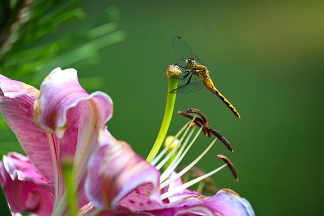 Free Nature Flower Wallpaper photo and picture