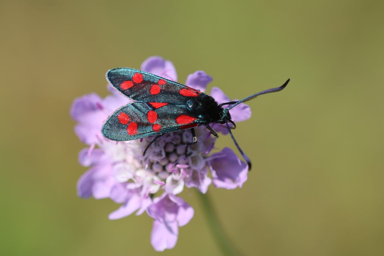 Burney Insect Burnet Insect Butterfly - Free photo on Pixabay