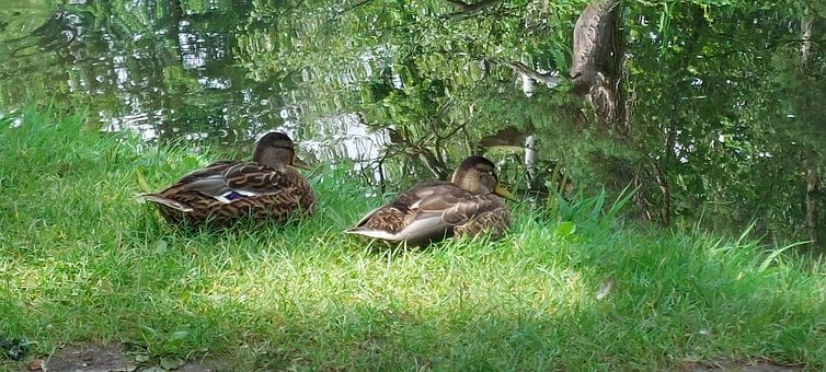Teich, Enten, Natur, Wasser, Tiere