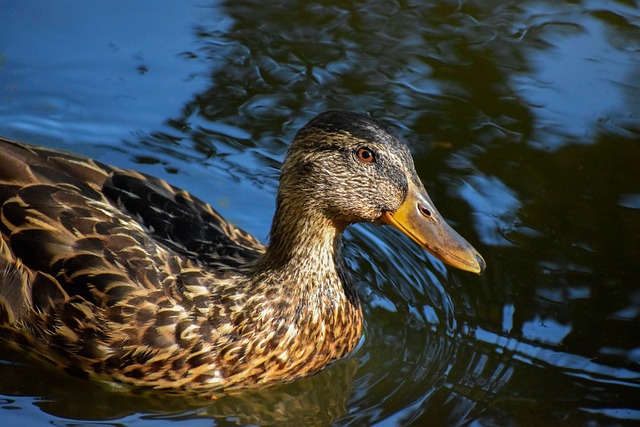 Free Duck Crossword photo and picture