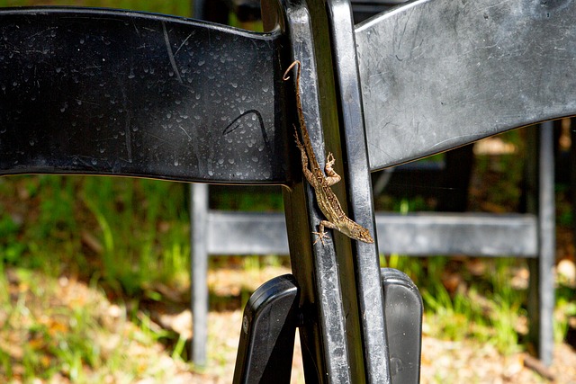 Free Lizard Reptile photo and picture