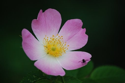 Wildrose, Hundsrose, Blüte, Rosa
