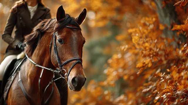 Free horse rider equestrian illustration
