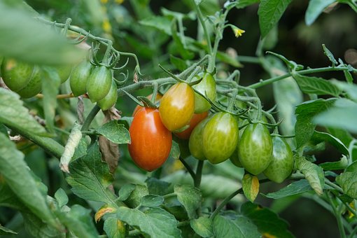 Tomaten, Lebensmittel, Gemüse, Organisch