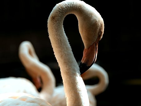 Free Flamingo Bird photo and picture