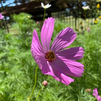 Free Cosmos Purple photo and picture