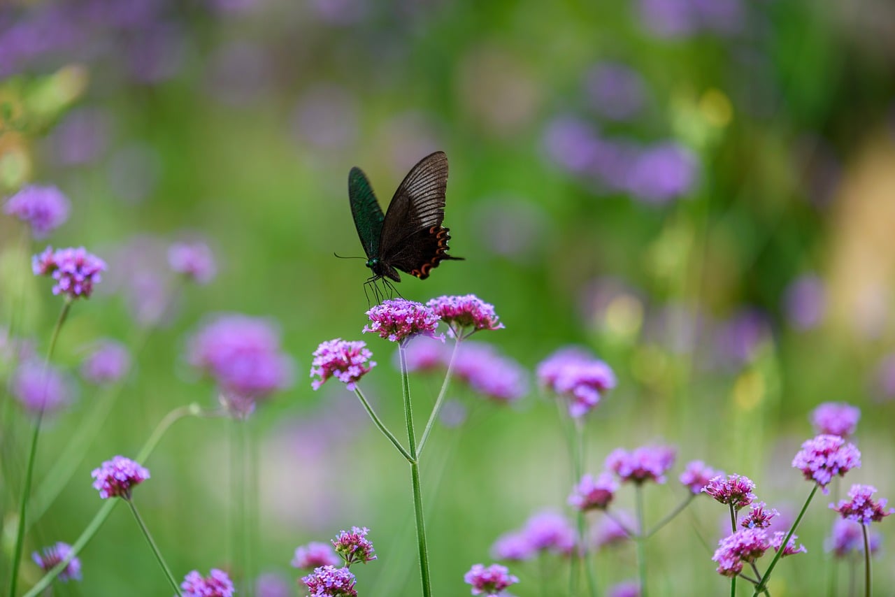 Swallowtail Butterfly - free online jigsaw puzzle photo