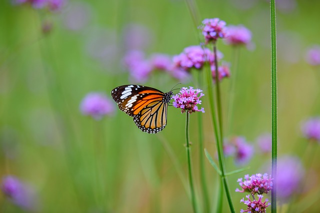tiger-butterfly-insect-free-photo-on-pixabay