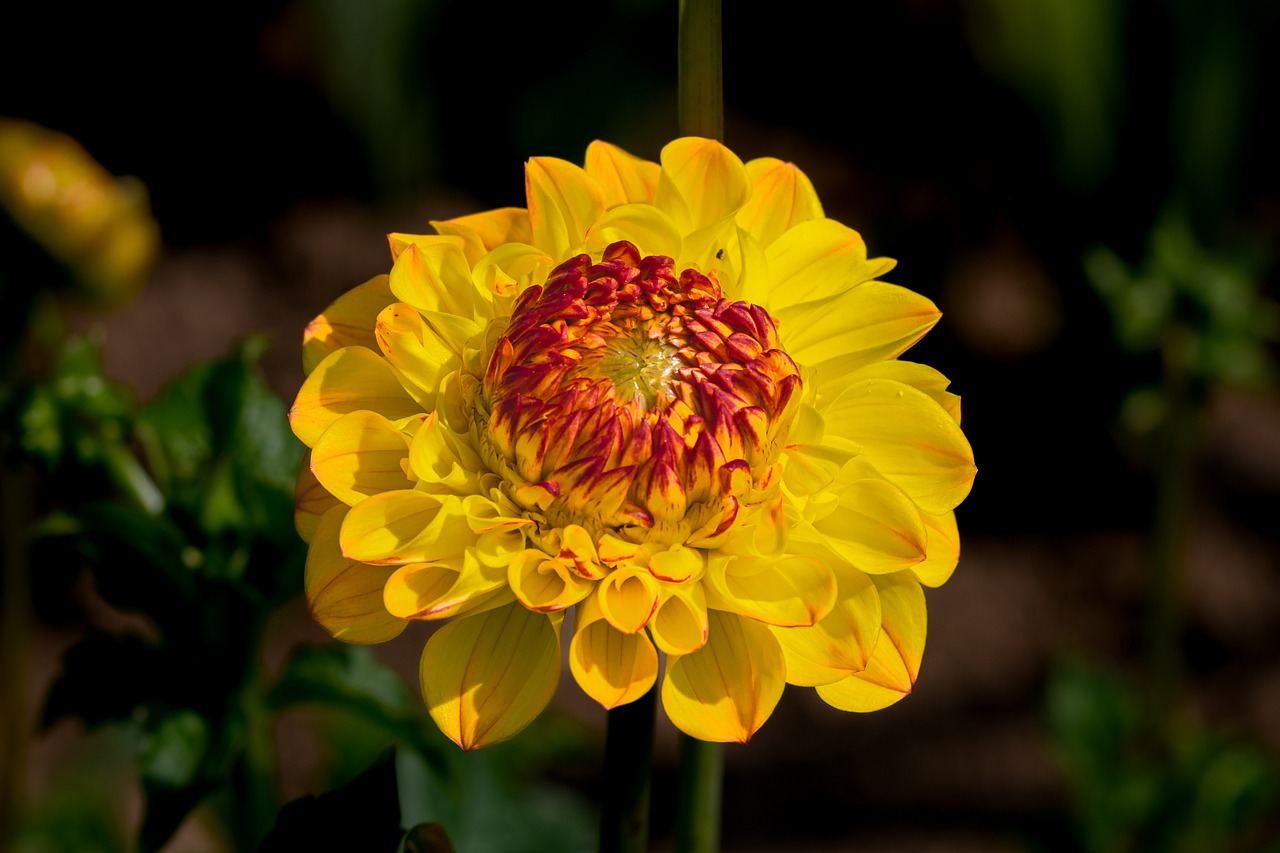 Flower - free online jigsaw puzzle photo