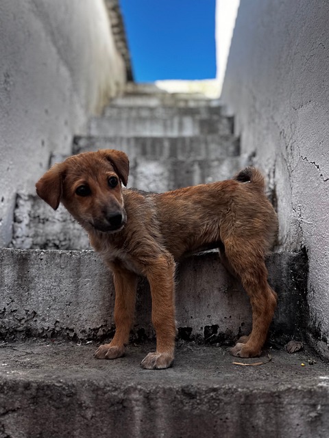 Free Puppy Dog photo and picture