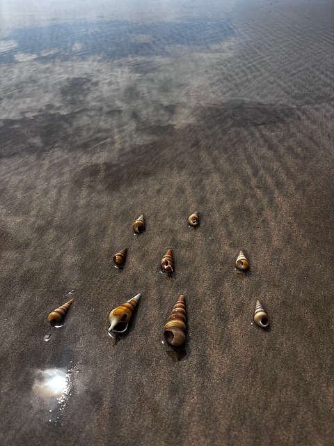 Free Shell Sea photo and picture