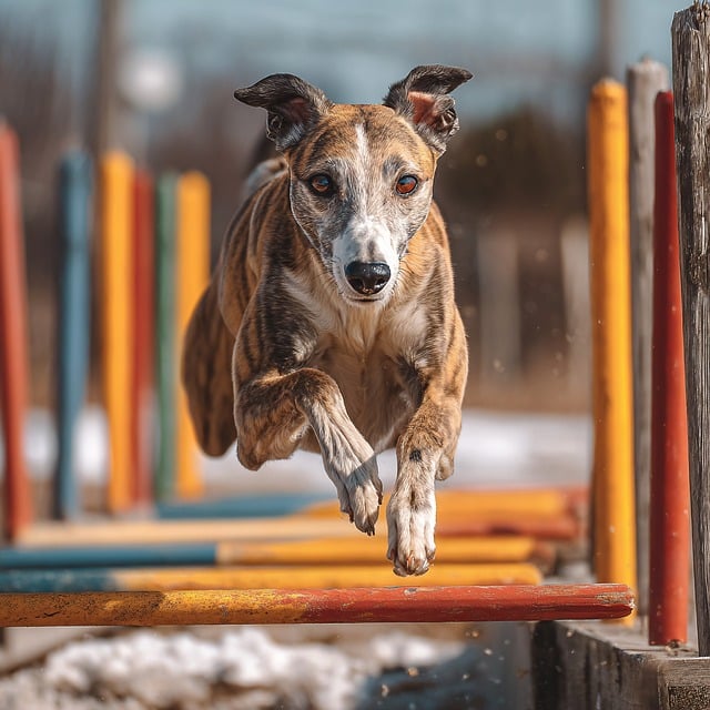 Free greyhound dog agility jumping illustration
