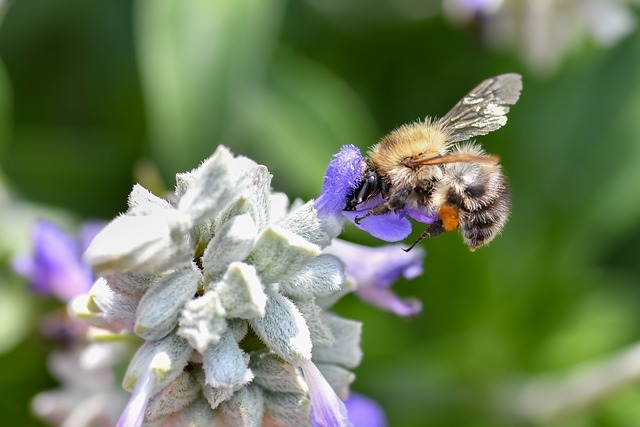 Bursion Insect Bourdon Insect Bee - Free photo on Pixabay