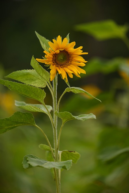 Sonnenblume, Blumen, Gelb, Blütenblatt