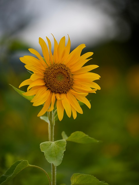 Sonnenblume, Blumen, Gelb, Blütenblatt