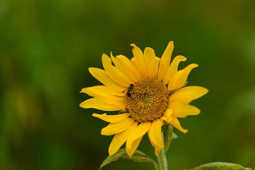 Sonnenblume, Blumen, Gelb, Blütenblatt