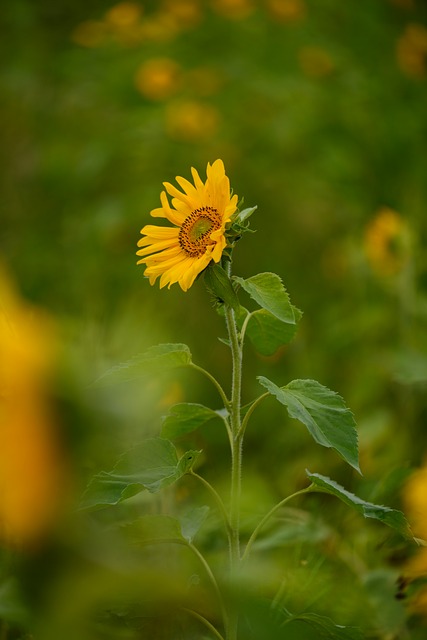 Sonnenblume, Blumen, Gelb, Blütenblatt
