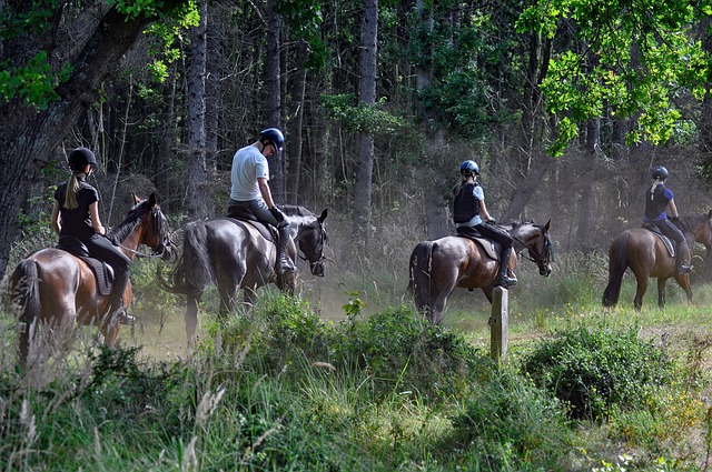 Free Horses Rider photo and picture