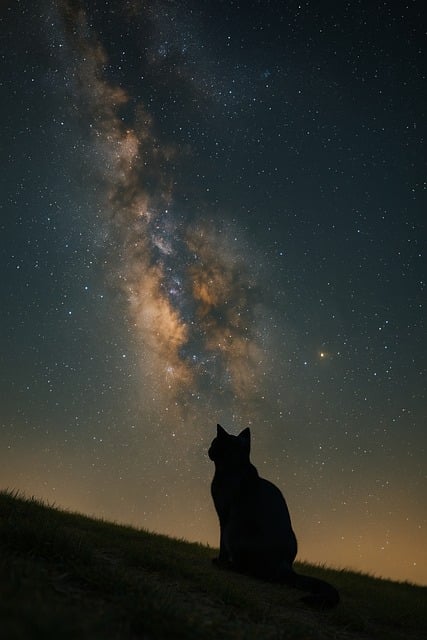 Free Ai Generated Cat illustration and picture