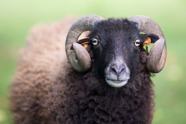 Free Sheep Ram photo and picture