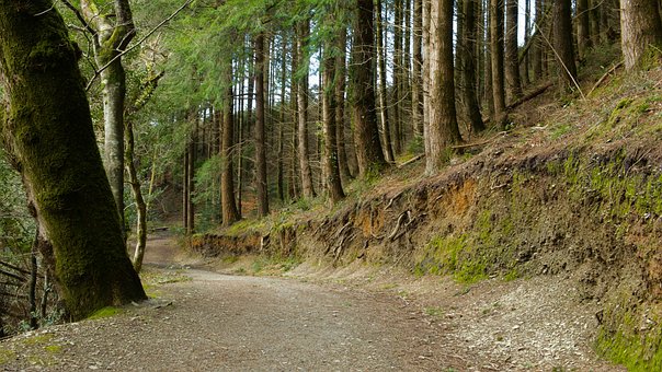 Free Forest Wales photo and picture