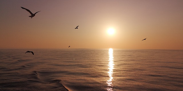 Zeemeeuw, Zee, Zonsondergang, Adriaan