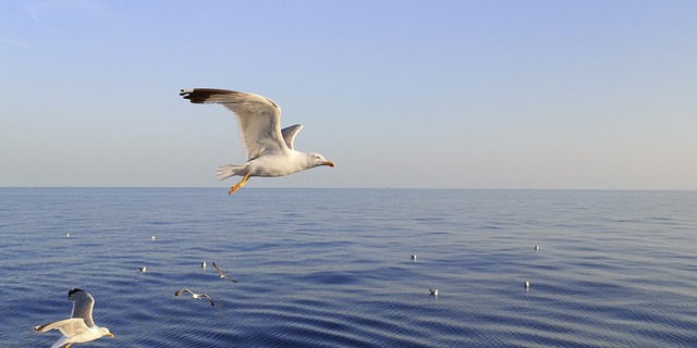 Zeemeeuw, Zee, Vogels Over De Zee