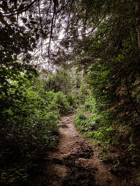 Wald, Dschungel, Wild, Natur, Weg