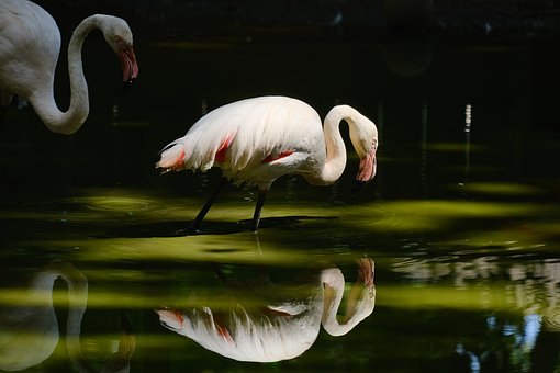 Free Flamingo Bird photo and picture