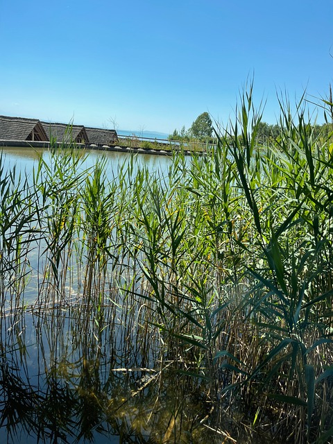 Free Lake Reed photo and picture