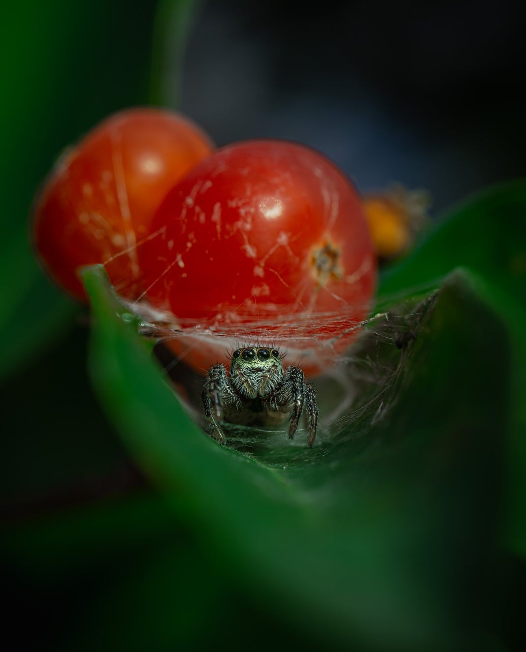 Gambar Insect Insect Macro Nature - Free photo on Pixabay