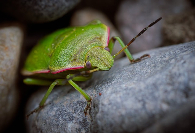 Free Insect Green photo and picture
