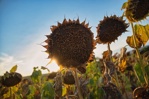 Sonnenblumen, Feld, Ernte, Natur
