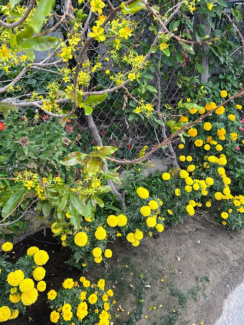 Free Apricot Blossom Marigold photo and picture