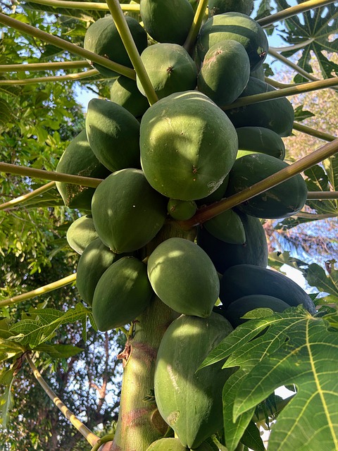 Free Papaya The House Have A Garden photo and picture