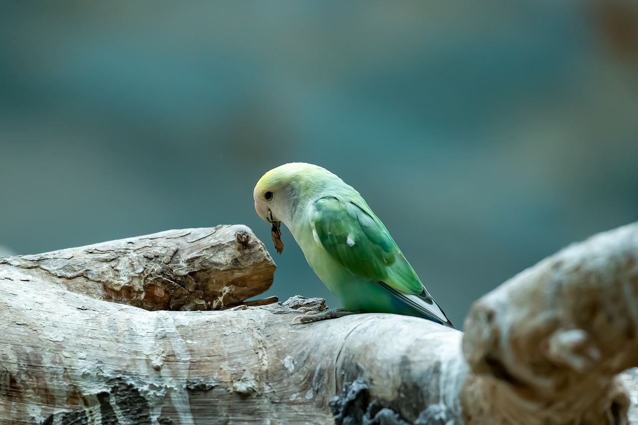 bird-9779544_1280.png