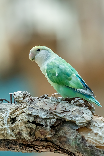 Vogel, Papagei, Natur, Feder, Fotografie