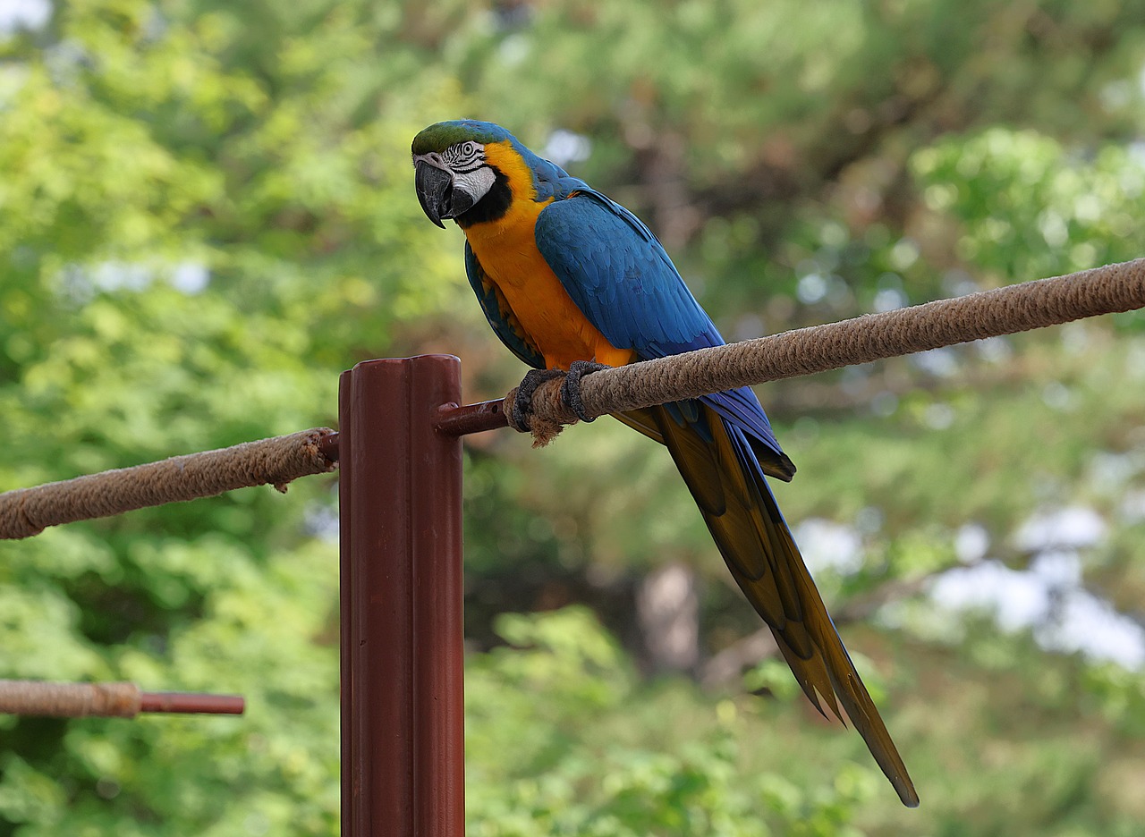 Curated visual reference: Picture Idea: Blue Throated Macaw Bird