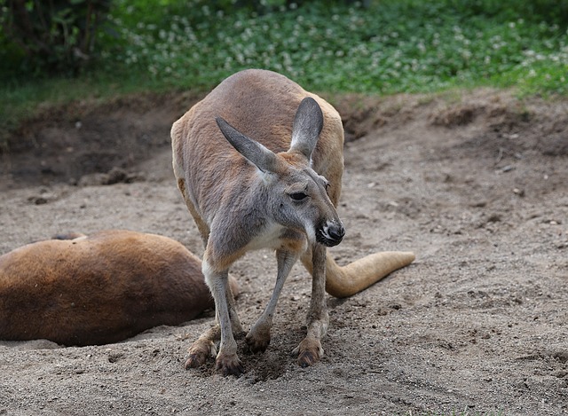 Free Animal Mammal photo and picture