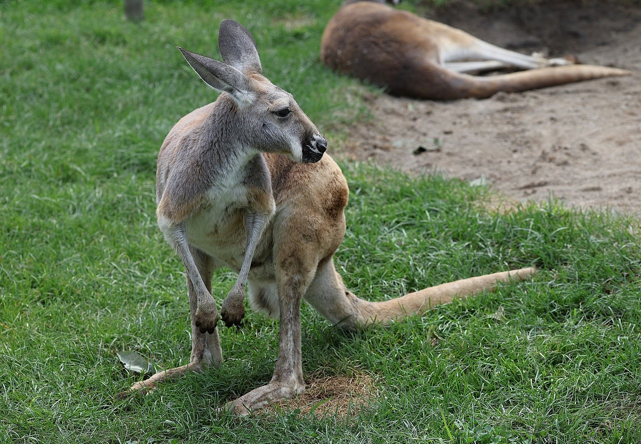 Animal Mammal Zoo - Free photo on Pixabay