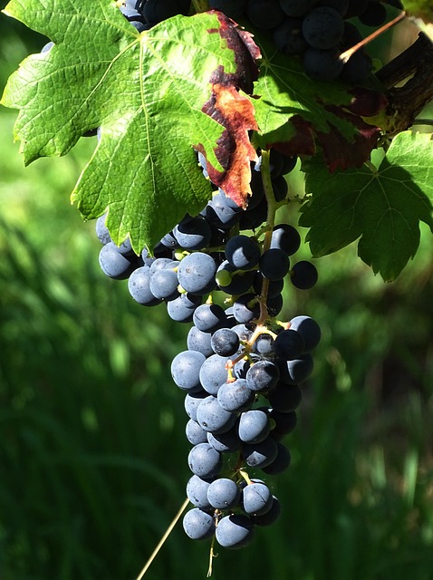 Free Summer Fruit photo and picture