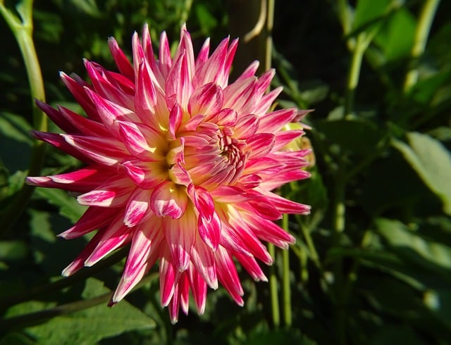 Free Plant Garden photo and picture