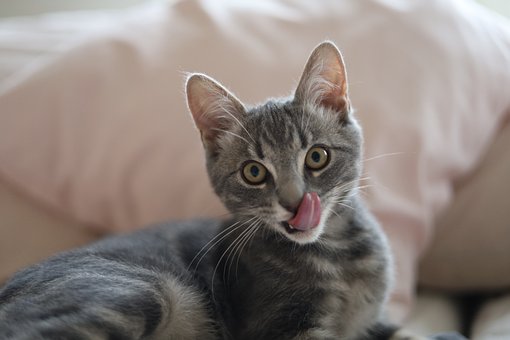 Free Cat Hungry photo and picture
