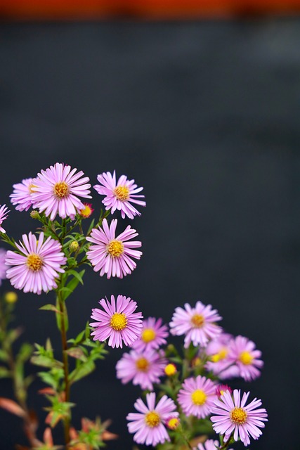 Free Flowers Macro photo and picture